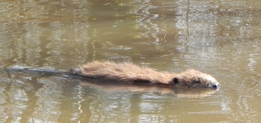 Eurasian Beaver Swimming