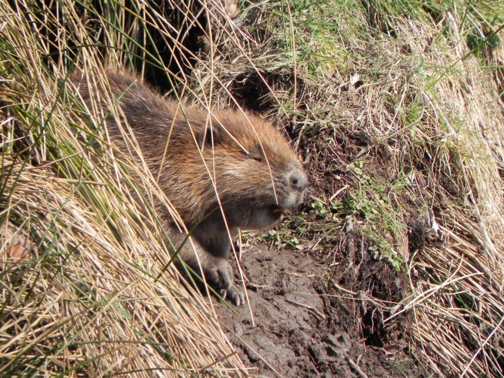 Beaver exiting its hole