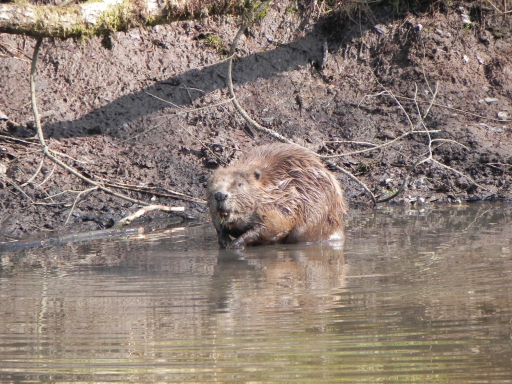Eurasian Beaver ( Caster fiber)